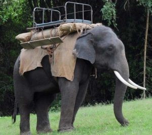 top-slip-elephant-ride